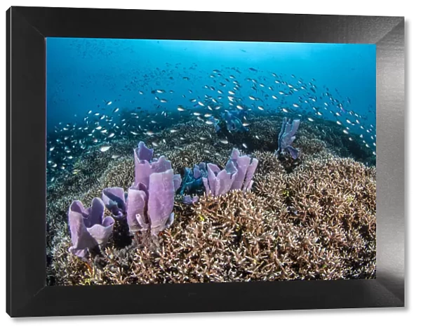 Coral reef scene, with Philippines chromis (Chromis scotochiloptera)