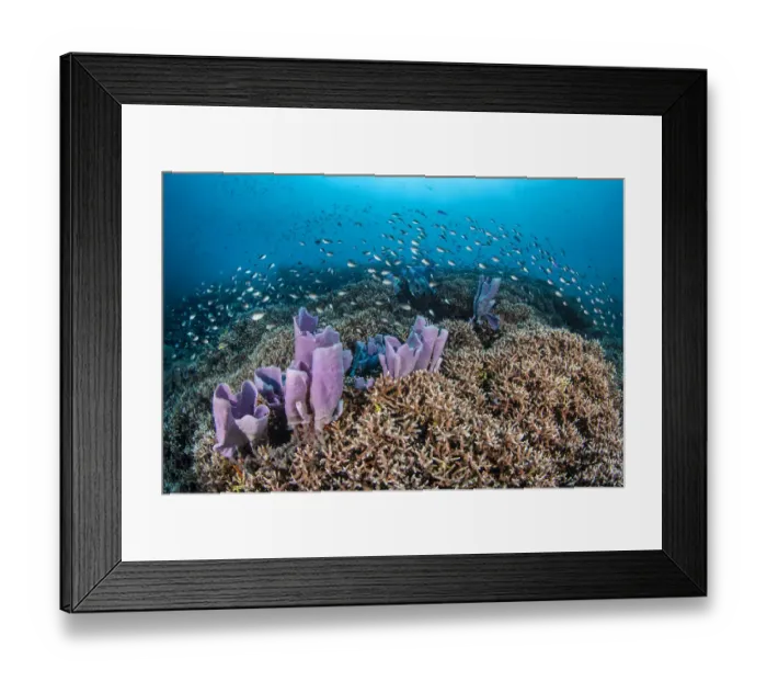 Framed Print : Coral reef scene, with Philippines chromis (Chromis scotochiloptera) Framed Print : Coral reef scene, with Philippines chromis (Chromis scotochiloptera)