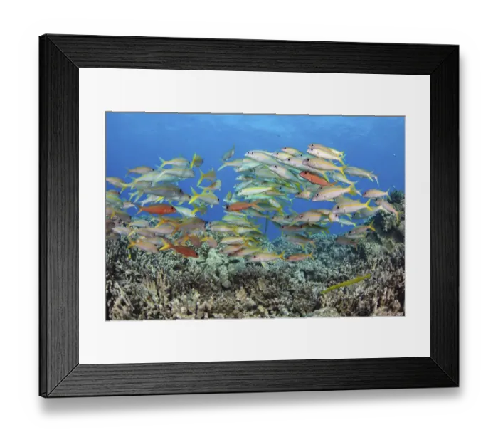 Framed Print : Yellowfin goatfish (Mulloidichthys vanicolensis) shoal hovering over the reef, Hawaii Framed Print : Yellowfin goatfish (Mulloidichthys vanicolensis) shoal hovering over the reef, Hawaii