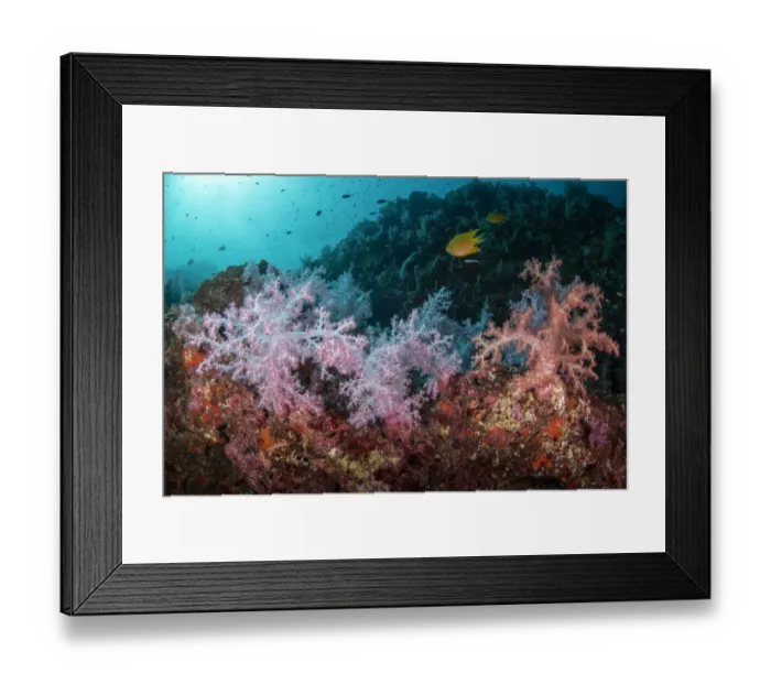 Framed Print : Colourful Soft corals (Dendronephthya hemprichi) with reef fishes Framed Print : Colourful Soft corals (Dendronephthya hemprichi) with reef fishes