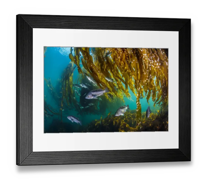 Framed Print : School of black rockfish (Sebastes melanops) shelter in a Bull kelp forest Framed Print : School of black rockfish (Sebastes melanops) shelter in a Bull kelp forest