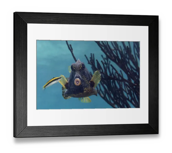 Framed Print : Bluehead Wrasse (Thalassoma bifasciatum) juvenile cleaning Smooth Trunkfish Framed Print : Bluehead Wrasse (Thalassoma bifasciatum) juvenile cleaning Smooth Trunkfish