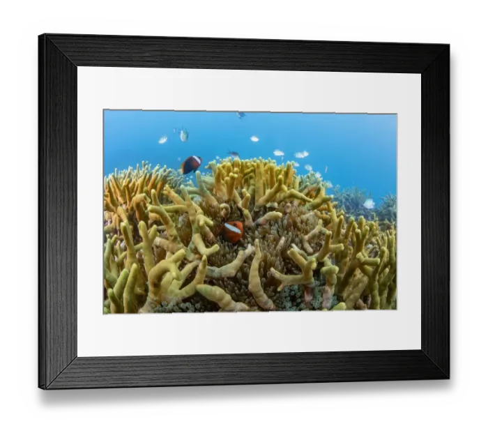 Framed Print : Bridled anemonefish (Amphiprion frenatus) in a Bulb-tenacle sea anemone Framed Print : Bridled anemonefish (Amphiprion frenatus) in a Bulb-tenacle sea anemone