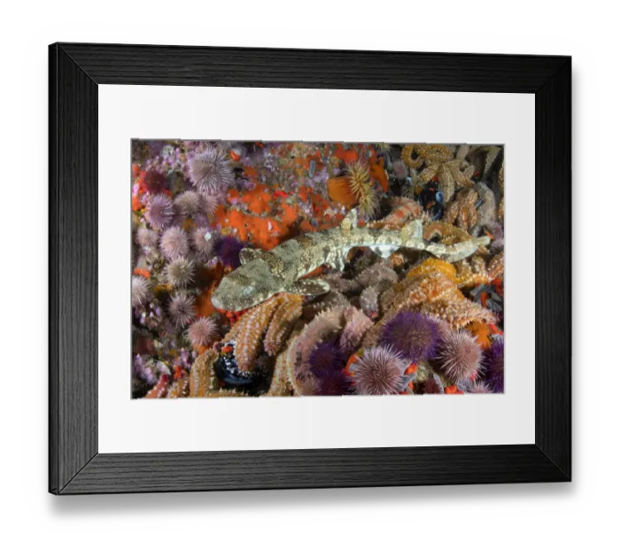 Framed Print : Happy Eddy (Haploblepharus edwardsii) amongst Cape sea urchin (Parechinus angulosus Framed Print : Happy Eddy (Haploblepharus edwardsii) amongst Cape sea urchin (Parechinus angulosus