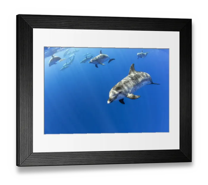 Framed Print : Atlantic spotted dolphins, (Stenella frontalis), Formigas Islet dive site