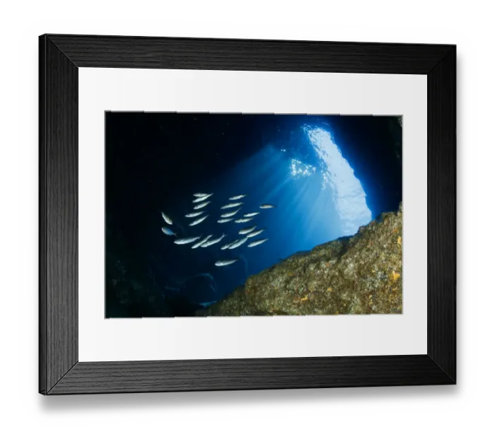 Framed Print : Small sardine shoal inside the Gruta Azul dive site, eastern coast of Santa Maria Island Framed Print : Small sardine shoal inside the Gruta Azul dive site, eastern coast of Santa Maria Island