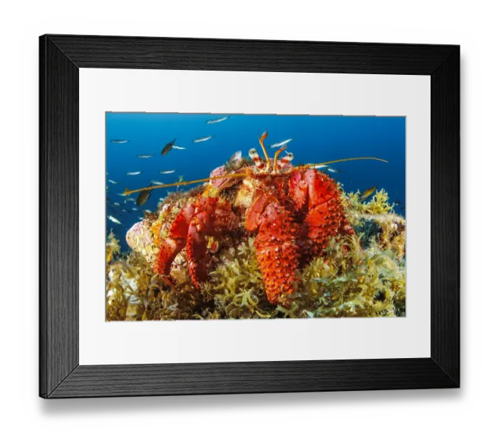 Framed Print : Great hermit crab (Dardanus arrosor). Santa Maria Island, Azores, Portugal Framed Print : Great hermit crab (Dardanus arrosor). Santa Maria Island, Azores, Portugal