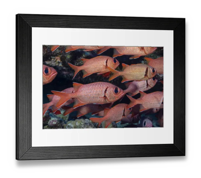 Framed Print : Shoulderbar soldierfish (Myripristis kuntee) shoal. Molokini, Hawaii Framed Print : Shoulderbar soldierfish (Myripristis kuntee) shoal. Molokini, Hawaii