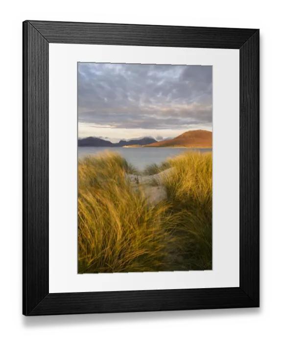 Framed Print : Marram grass (Ammophila arenaria) on dunes at Seilbost, view across bay to Luskentyre Framed Print : Marram grass (Ammophila arenaria) on dunes at Seilbost, view across bay to Luskentyre