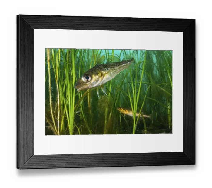 Framed Print : Atlantic cod (Gadus morhua) juveniles hiding in Eelgrass (Zostera marina) bed Framed Print : Atlantic cod (Gadus morhua) juveniles hiding in Eelgrass (Zostera marina) bed