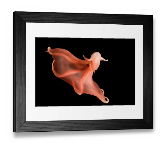 Framed Print : Deepsea cirrate octopod {Stauroteuthis syrtensis} 830m, Gulf of Maine, Atlantic Framed Print : Deepsea cirrate octopod {Stauroteuthis syrtensis} 830m, Gulf of Maine, Atlantic