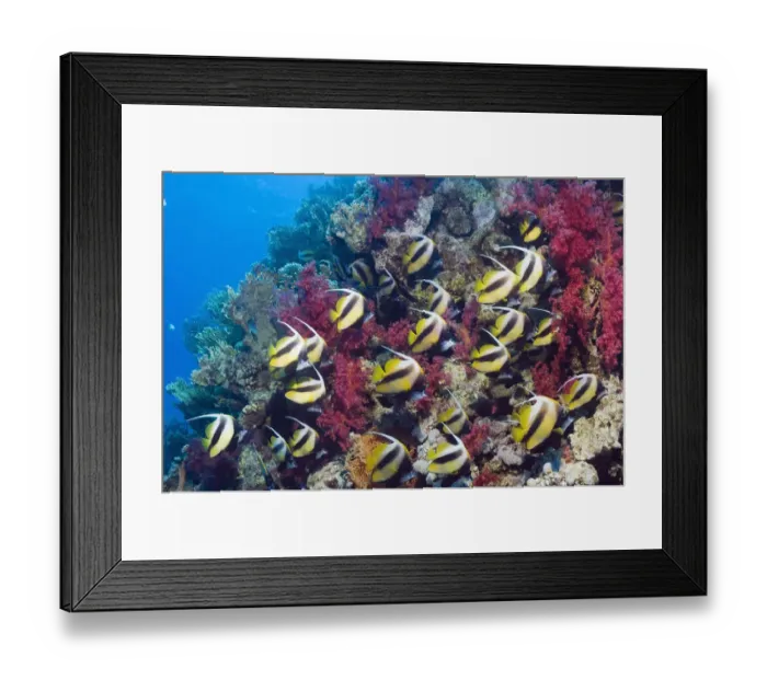 Framed Print : Red Sea bannerfish (Heniochus intermedius) large school with soft corals. Egypt, Red Sea Framed Print : Red Sea bannerfish (Heniochus intermedius) large school with soft corals. Egypt, Red Sea