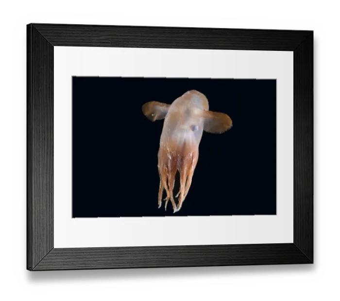 Framed Print : Deepsea octopus (Grimpoteuthis sp), Dumbo, North Atlantic Framed Print : Deepsea octopus (Grimpoteuthis sp), Dumbo, North Atlantic