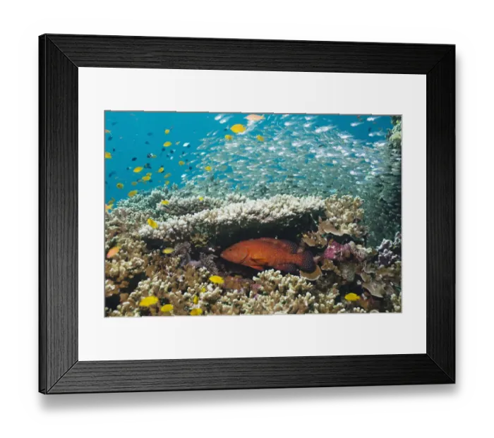 Framed Print : Coral hind (Cephalopholis miniata) lying in ambush under table coral on reef Framed Print : Coral hind (Cephalopholis miniata) lying in ambush under table coral on reef