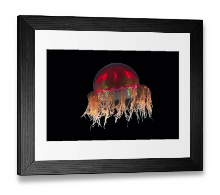 Framed Print : Hydromedusa / Trachymedusa (Crossota sp) from approx 2700m, mid Atlantic ridge, June 2010 Framed Print : Hydromedusa / Trachymedusa (Crossota sp) from approx 2700m, mid Atlantic ridge, June 2010