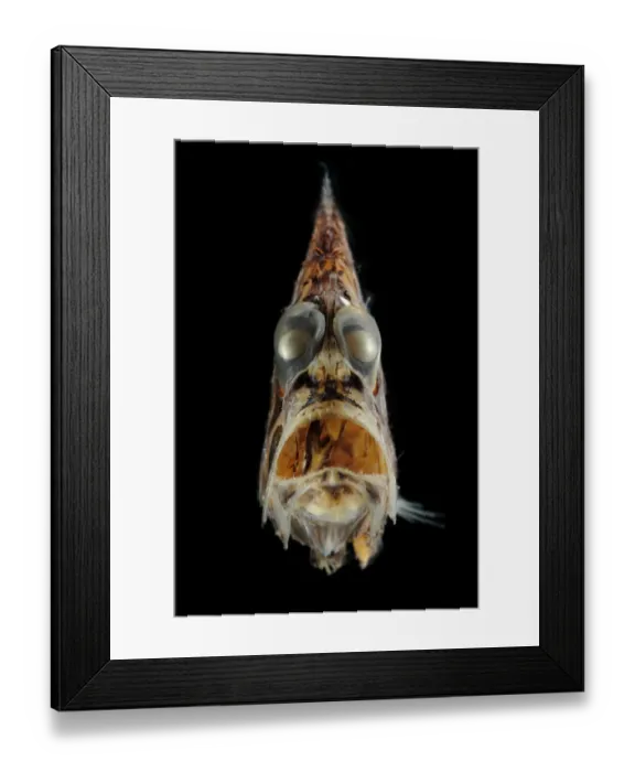 Framed Print : Pacific hatchetfish (Argyropelecus affinis) portrait Framed Print : Pacific hatchetfish (Argyropelecus affinis) portrait