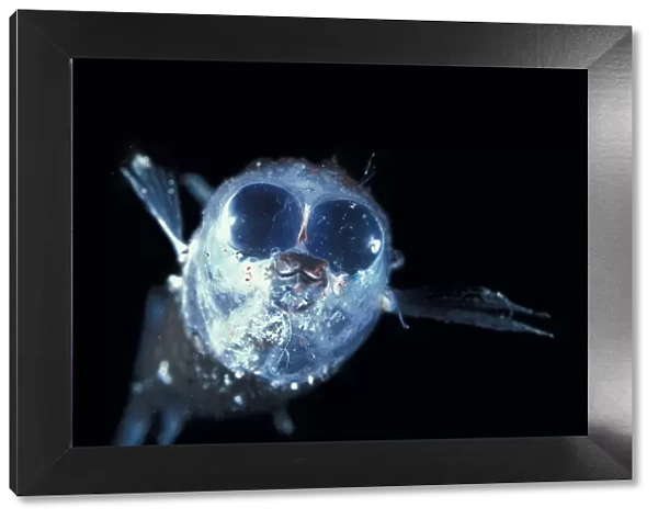Deep sea fish (Winteria telescopa) with forward pointing tubular eyes