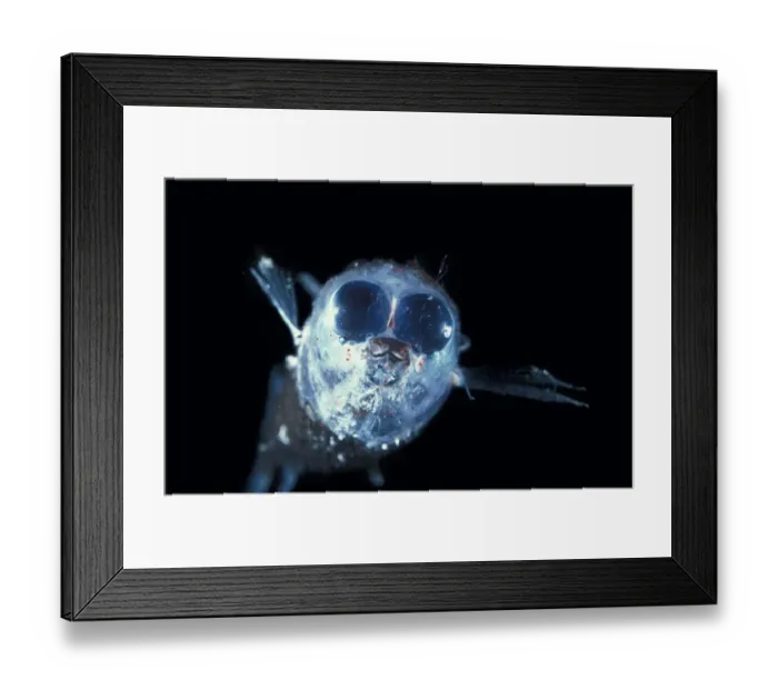 Framed Print : Deep sea fish (Winteria telescopa) with forward pointing tubular eyes Framed Print : Deep sea fish (Winteria telescopa) with forward pointing tubular eyes