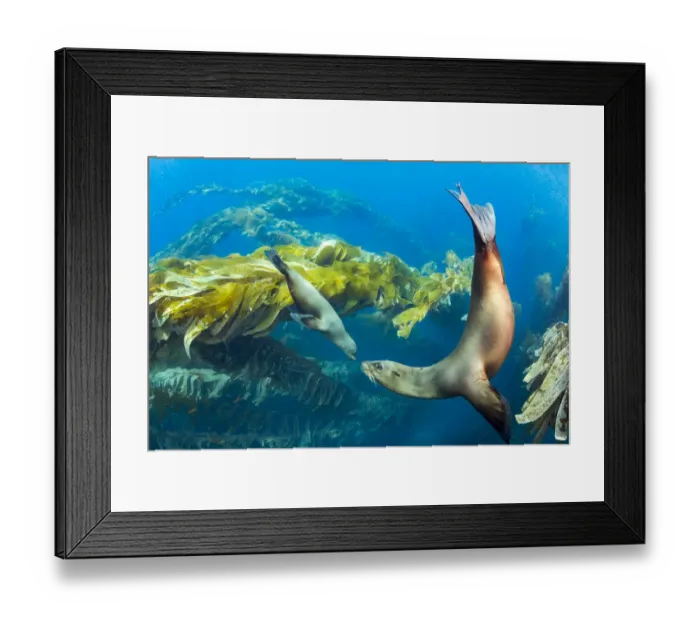 Framed Print : California sea lions (Zalophus californianus) playing in a kelp forest off Santa Barbara Framed Print : California sea lions (Zalophus californianus) playing in a kelp forest off Santa Barbara