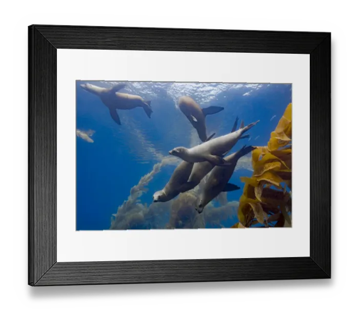 Framed Print : California sea lions (Zalophus californianus) playing in a kelp forest off Santa Barbara Framed Print : California sea lions (Zalophus californianus) playing in a kelp forest off Santa Barbara