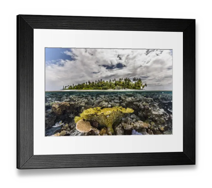 Framed Print : Table coral reef in shallow waters, Gaafu Alifu Atoll, Maldives, Indian Ocean Framed Print : Table coral reef in shallow waters, Gaafu Alifu Atoll, Maldives, Indian Ocean