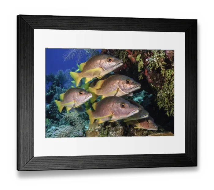 Framed Print : Schoolmaster snapper (Lutjanus apodus) school in the reef, Little Cayman island Framed Print : Schoolmaster snapper (Lutjanus apodus) school in the reef, Little Cayman island