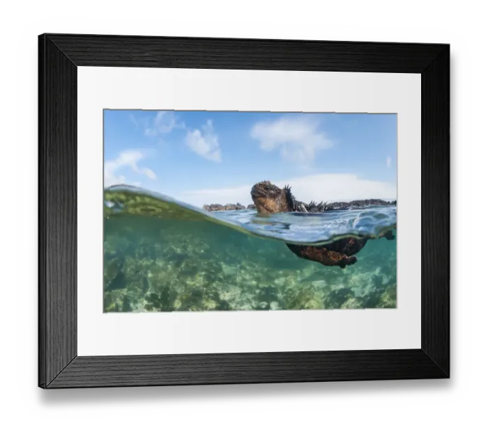 Framed Print : Marine iguana (Amblyrhynchus cristatus), Punta Espinosa, Fernadina Island, Galapagos Framed Print : Marine iguana (Amblyrhynchus cristatus), Punta Espinosa, Fernadina Island, Galapagos