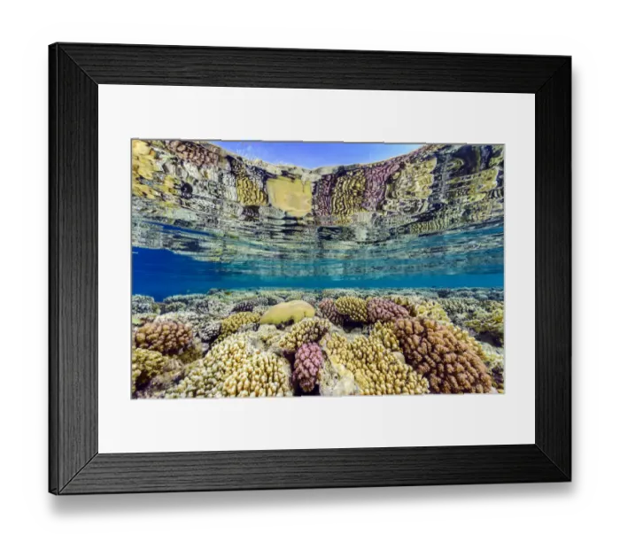 Framed Print : Hard corals (including Acropora sp. Platygyra sp. and Pocillopora spp Framed Print : Hard corals (including Acropora sp. Platygyra sp. and Pocillopora spp