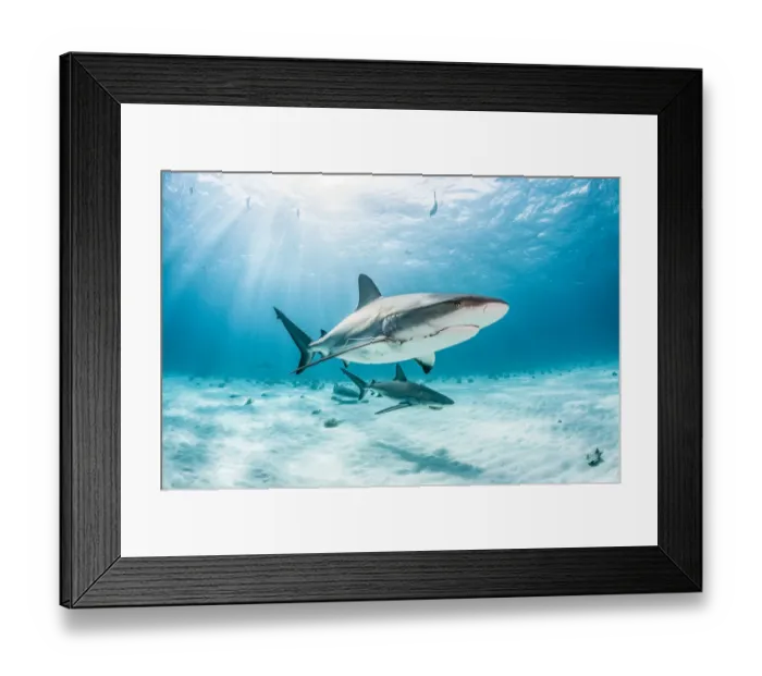 Framed Print : Two Caribbean reef shark (Carcharhinus perezi) one with a fishing hook and line Framed Print : Two Caribbean reef shark (Carcharhinus perezi) one with a fishing hook and line