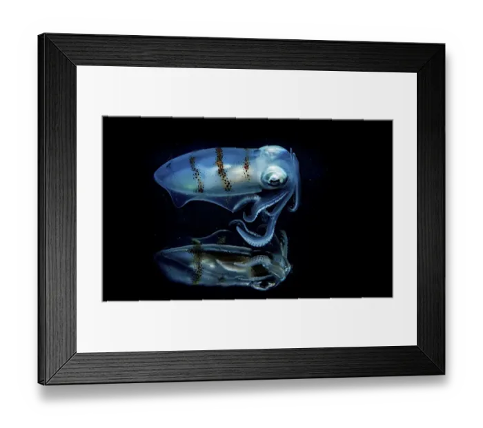 Framed Print : Caribbean reef squid (Sepioteuthis sepioidea) portrait reflecting off the surface of Framed Print : Caribbean reef squid (Sepioteuthis sepioidea) portrait reflecting off the surface of