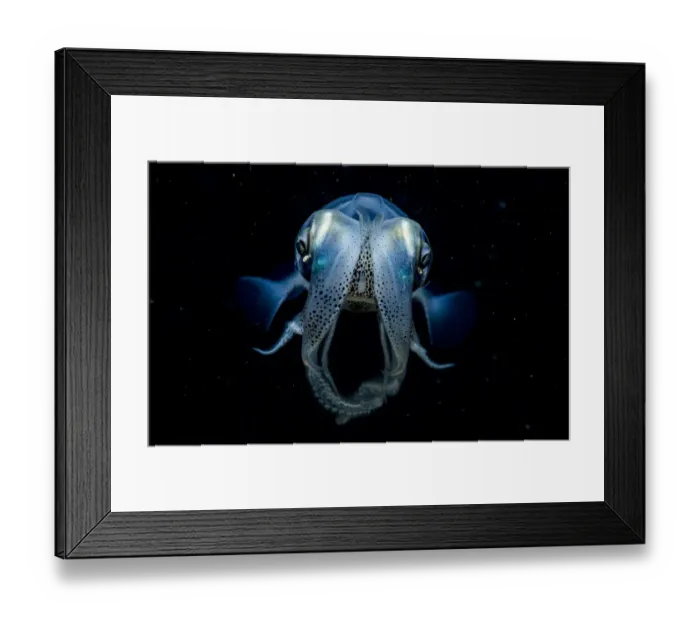 Framed Print : Caribbean reef squid (Sepioteuthis sepioidea) portrait at night, Eleuthera, Bahamas Framed Print : Caribbean reef squid (Sepioteuthis sepioidea) portrait at night, Eleuthera, Bahamas