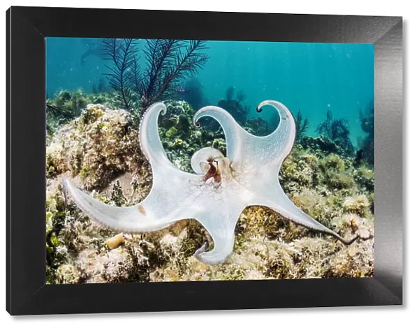 Common octopus (Octopus vulgaris) hunting on a reef off Eleuthera Island, Bahamas