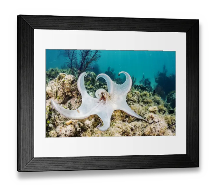 Framed Print : Common octopus (Octopus vulgaris) hunting on a reef off Eleuthera Island, Bahamas Framed Print : Common octopus (Octopus vulgaris) hunting on a reef off Eleuthera Island, Bahamas