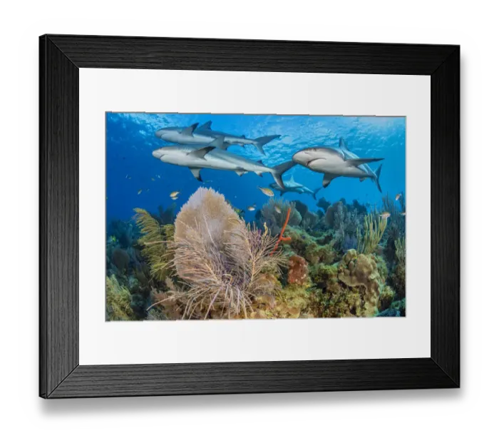 Framed Print : A shiver of Caribbean reef sharks (Carcharhinus perezi) swim over a coral reef with Framed Print : A shiver of Caribbean reef sharks (Carcharhinus perezi) swim over a coral reef with
