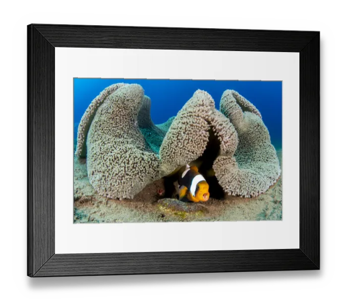 Framed Print : Saddleback anemonefish (Amphiprion polymnus) barks a warning as it guards a clutch of
