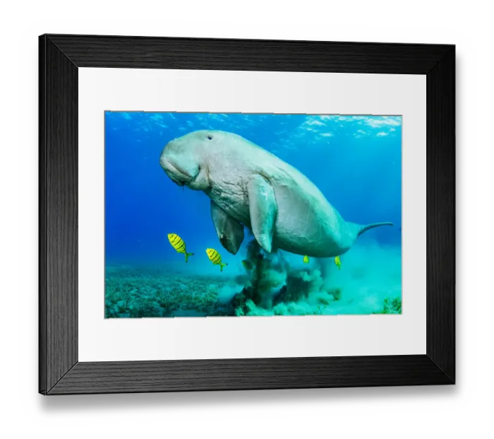 Framed Print : Dugong (Dugong dugon) male and juvenile Golden trevally (Gnathanodon speciosus Framed Print : Dugong (Dugong dugon) male and juvenile Golden trevally (Gnathanodon speciosus