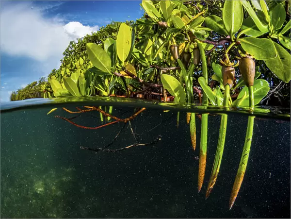 Red mangrove (Rhizophora mangle) propagules  /  plantlets which become fully mature plants