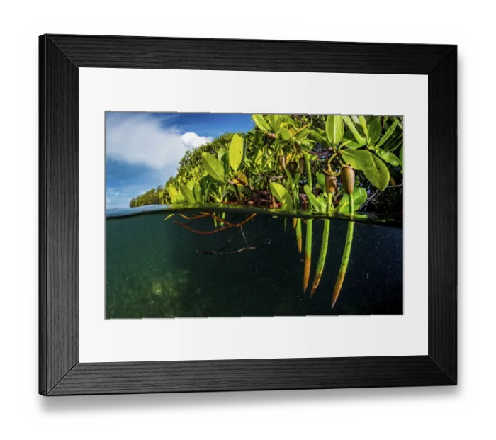 Framed Print : Red mangrove (Rhizophora mangle) propagules / plantlets which become fully mature plants Framed Print : Red mangrove (Rhizophora mangle) propagules / plantlets which become fully mature plants