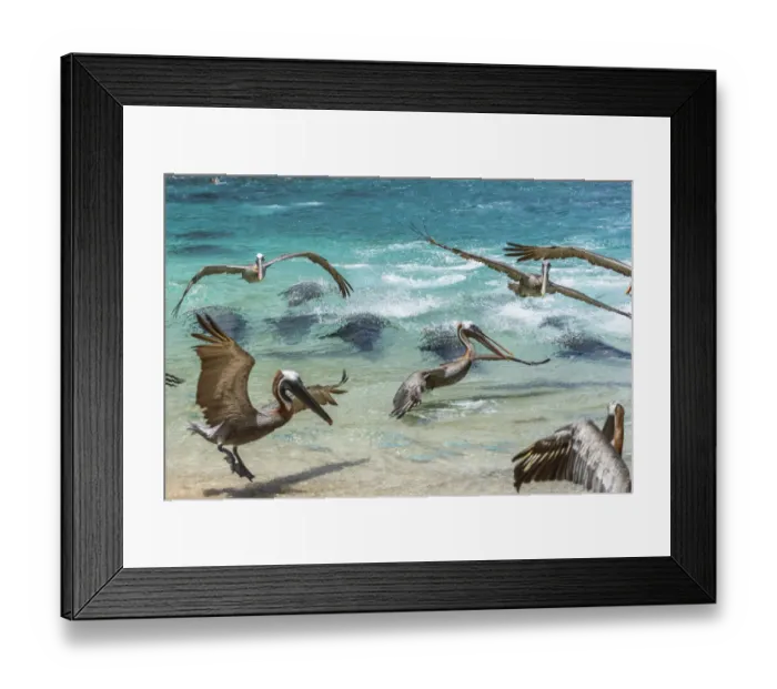 Framed Print : Galapagos sea lion (Zalophus wollebaeki) hunting cooperatively by driving Amberstripe