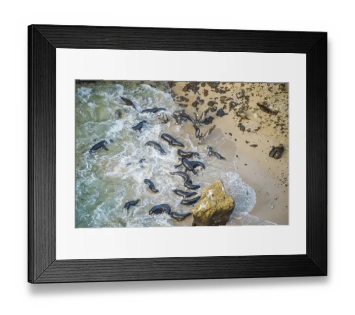 Framed Print : Aerial view of Galapagos sea lion (Zalophus wollebaeki Framed Print : Aerial view of Galapagos sea lion (Zalophus wollebaeki