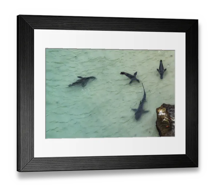 Framed Print : Aerial view of Galapagos sea lion (Zalophus wollebaeki Framed Print : Aerial view of Galapagos sea lion (Zalophus wollebaeki