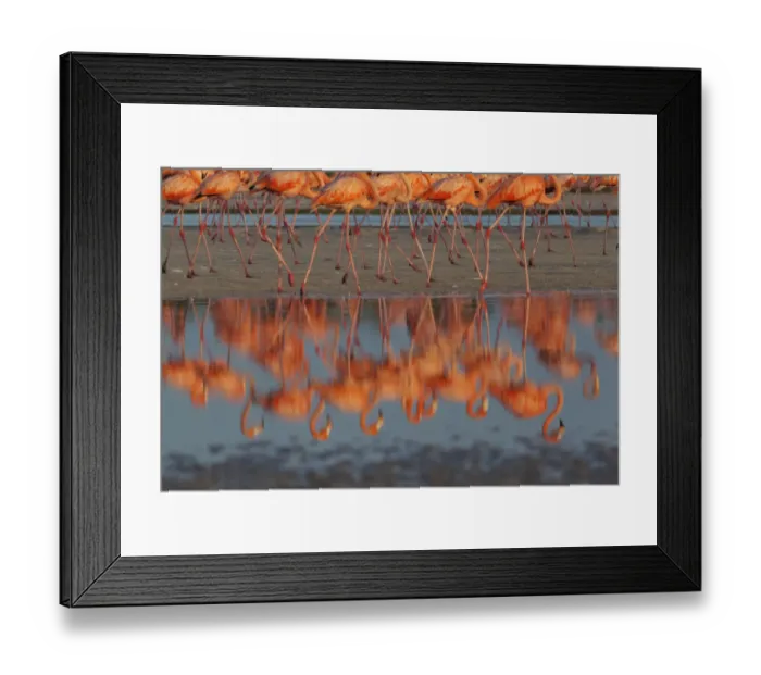Framed Print : Caribbean flamingos (Phoenicopterus ruber) walking, reflection in pond Framed Print : Caribbean flamingos (Phoenicopterus ruber) walking, reflection in pond