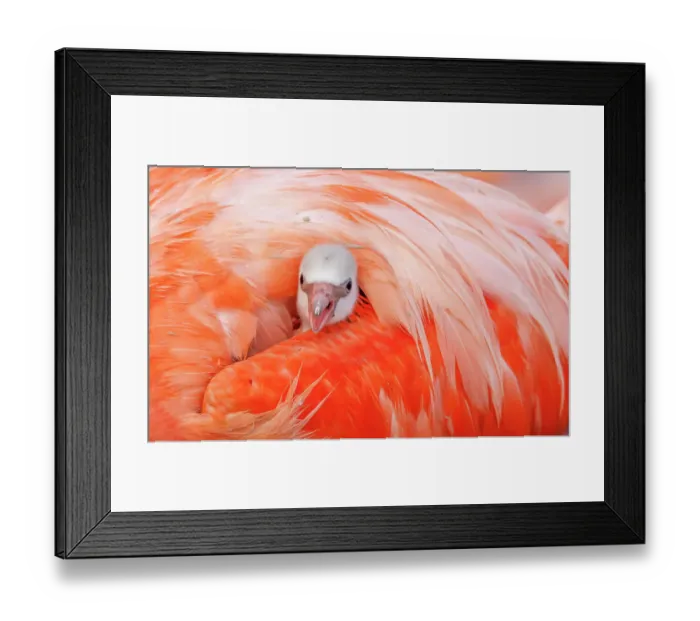 Framed Print : Caribbean flamingo (Phoenicopterus ruber) chick peering from under the wing of protective parent, breeding colony, Ria Lagartos Biosphere Reserve, Yucatan Peninsula, Mexico, June Framed Print : Caribbean flamingo (Phoenicopterus ruber) chick peering from under the wing of protective parent, breeding colony, Ria Lagartos Biosphere Reserve, Yucatan Peninsula, Mexico, June