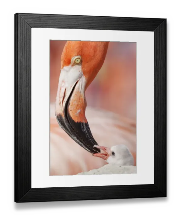 Framed Print : Caribbean flamingo (Phoenicopterus ruber) feeding crop milk to chick