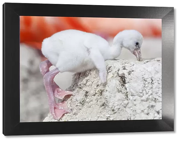Caribbean flamingo (Phoenicopterus ruber) chick returning to nest after exploring around