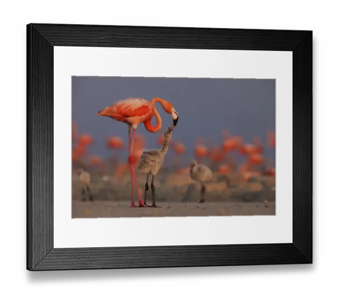 Framed Print : Caribbean flamingo (Phoenicopterus ruber) feeding crop milk to chick in breeding colony