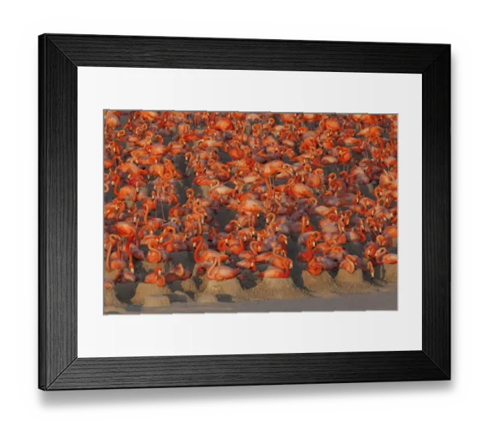 Framed Print : Caribbean flamingos (Phoenicopterus ruber) sitting on nests in breeding colony
