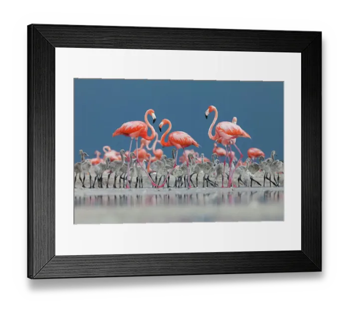 Framed Print : Caribbean flamingos (Phoenicopterus ruber) adults and chicks in breeding colony, Ria Lagartos Biosphere Reserve, Yucatan Peninsula, Mexico, June Framed Print : Caribbean flamingos (Phoenicopterus ruber) adults and chicks in breeding colony, Ria Lagartos Biosphere Reserve, Yucatan Peninsula, Mexico, June