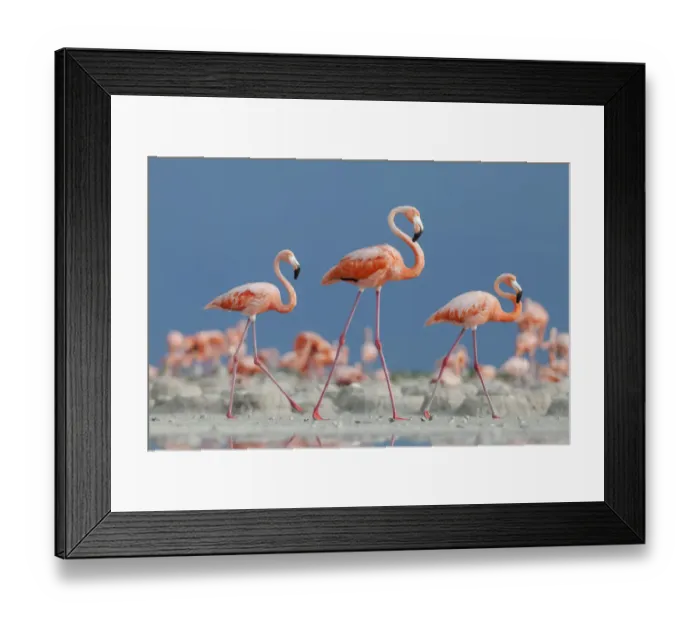 Framed Print : Caribbean flamingos (Phoenicopterus ruber) three adults walking in breeding colony Framed Print : Caribbean flamingos (Phoenicopterus ruber) three adults walking in breeding colony