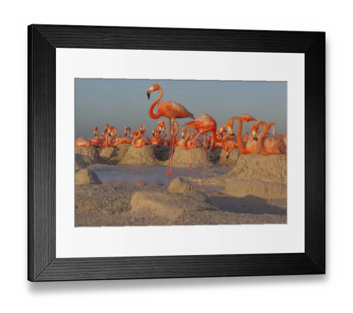 Framed Print : Caribbean flamingos (Phoenicopterus ruber) breeding colony Framed Print : Caribbean flamingos (Phoenicopterus ruber) breeding colony